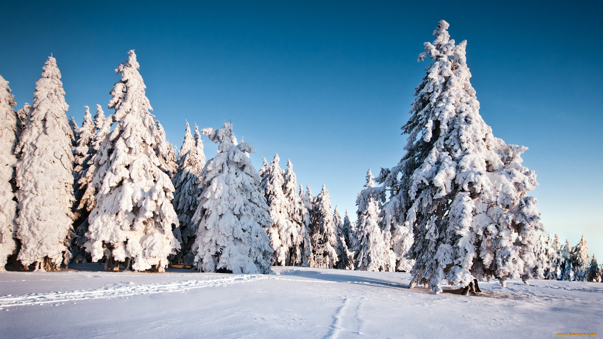 , , , , winter, snow, trees
